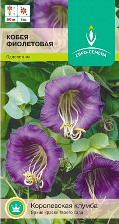 Семена кобеи Фиолетовая ЕС