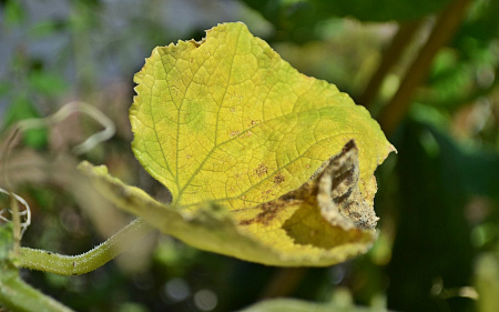 У огурцов в теплице который год подряд листья покрываются желтыми точками, которые засыхают и выпадают.