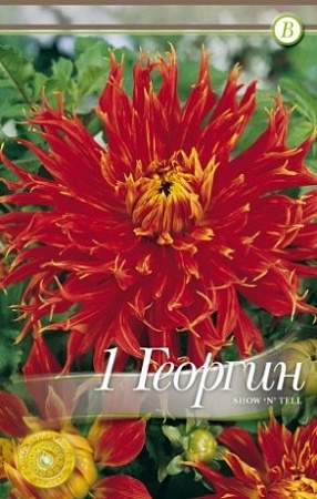 Луковицы георгины Шоу н Телл /ВХ