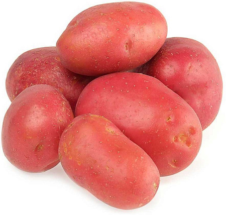 Картофель семенной Рокко /СуперЭлита