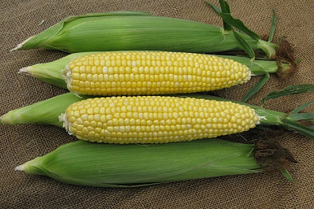 Семена кукурузы Кубанская Консервная -148 белый пакет