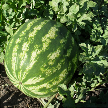 Семена арбуза Астраханский белый пакет 1г 