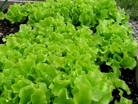 Как выращивать салат, чтобы он не горчил?