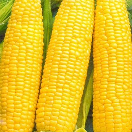 Семена кукурузы Кубанский Сахарный 210 белый пакет