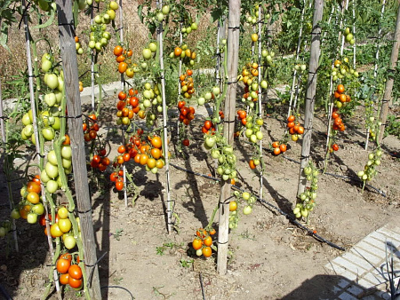 Некоторые обрывают все листья на растениях томата, говорят что так быстрее формируется урожай. Так ли это?
