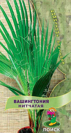 Семена вашингтонии Нитчатая 3шт