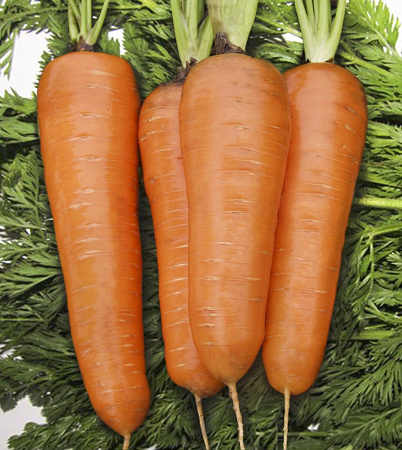Семена моркови Курода Шантанэ белый пакет