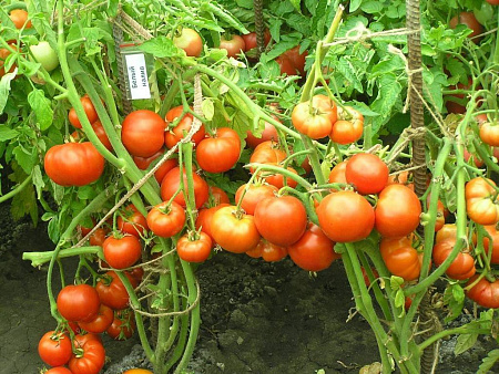 Семена томата Белый Налив белые пакеты 0,1г