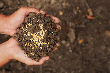 Семена каких цветов при посеве не заделывают?