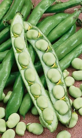 Семена бобов Белорусские овощные  белый пакет
