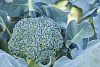 Семена капусты брокколи Тонус белый пакет