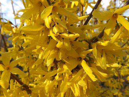 Луковицы форзиции промежуточной Линвуд Голд (цветки золотисто-желтые)									