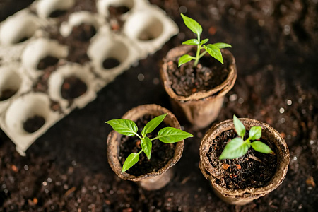 Какой грунт лучше использовать для выращивания рассады томата?