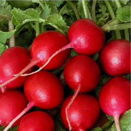 Семена редиса Жара 3г белый пакет/СеДеК