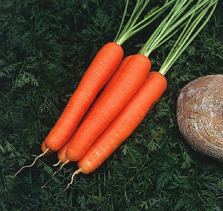 Семена моркови Супер Мускат белый пакет
