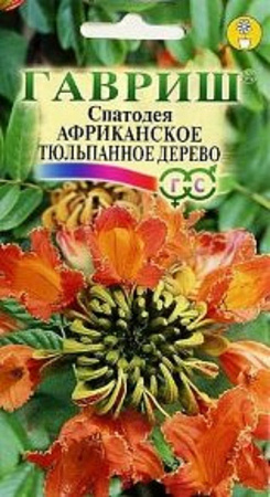 Семена спатодеи Африканское тюльпановое дерево