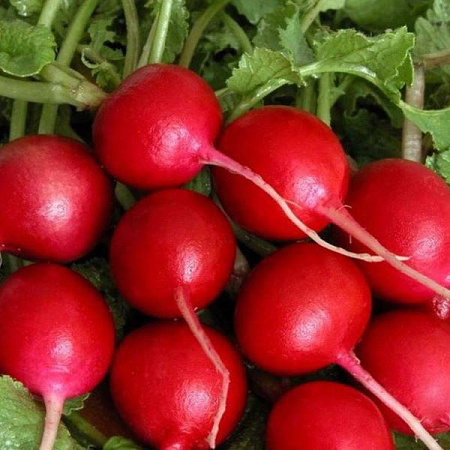 Семена редиса Жара  белый пакет