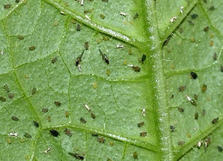 На рассаде огурца появились странные точки и насекомые. Что это и как избавиться?