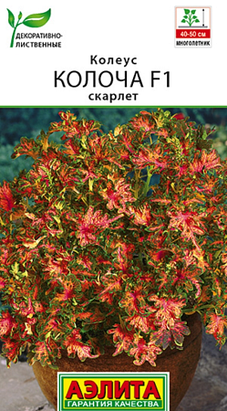 Семена колеуса Колоча F1 скарлет