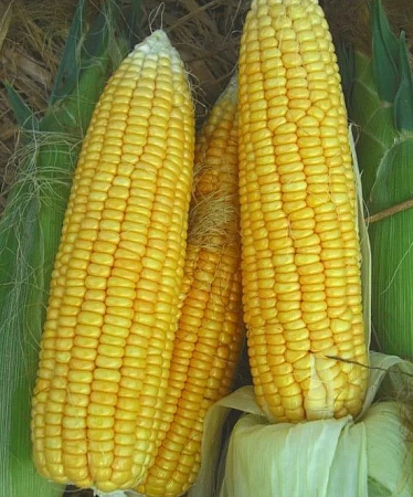 Семена кукурузы Лакомка