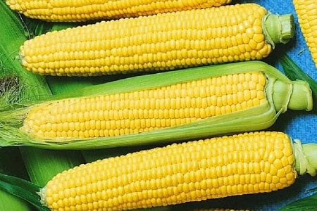 Семена кукурузы Лакомка Белогорья белый пакет