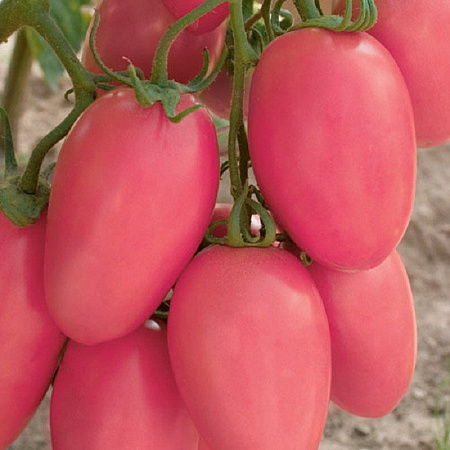 Семена томата Новичок розовый 25г