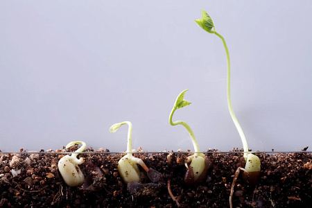 Что такое жизнеспособность семян?