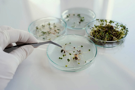 Чем намачивание семян отличается от проращивания?