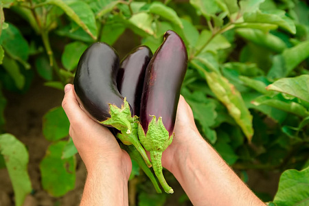 Какая должна быть температура при выращивании баклажан?