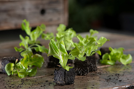 Когда можно сеять салат?