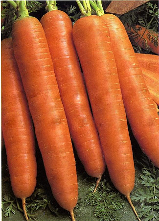 Семена моркови Королева Осени белый пакет