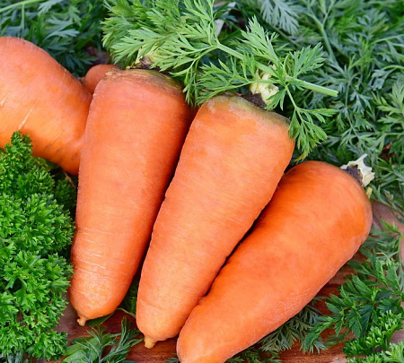 Семена моркови Шантане 2461 белый пакет