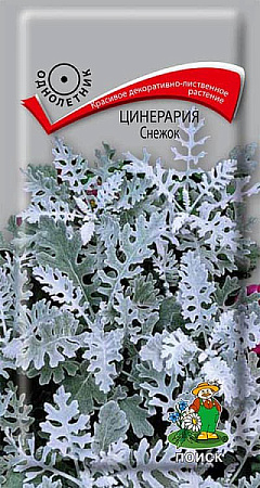 Семена цинерарии Снежок 