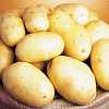 Семенной картофель Королева Анна 1-ая репродукция 1кг