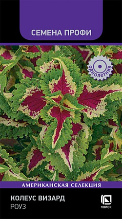 Семена колеуса Визард Роуз 10шт