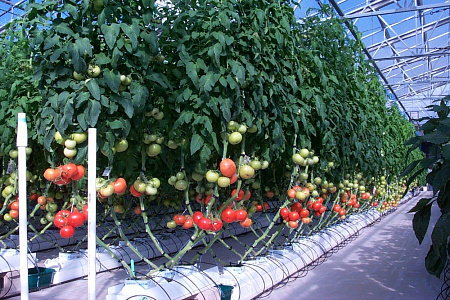 Какие томаты лучше всего выращивать в стеклянных теплицах?