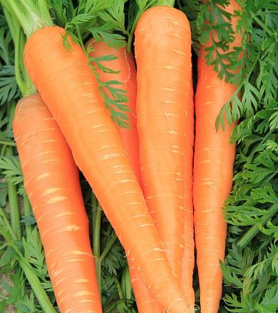 Семена моркови Роте Ризен белый пакет