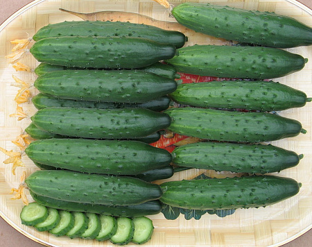 Семена огурца Манул (весовой)