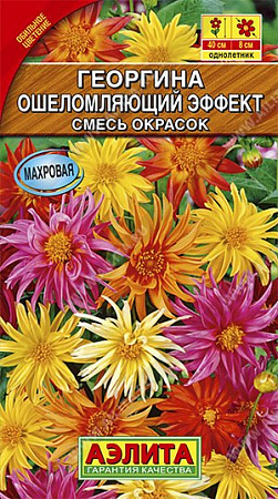 Георгины Радуга описание сорта характеристики посадка и уход отзывы