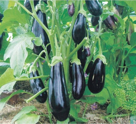 Семена баклажана Алмаз Аэлита белый пакет 0,1г