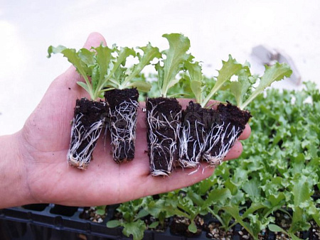 Как вырастить рассаду салата?