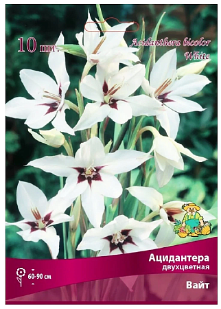 Ацидантера двухцветная Вайт/10шт
