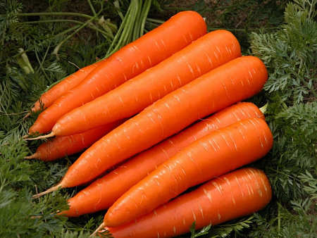 Семена моркови Абледо   20п*0.5г/Каприс
