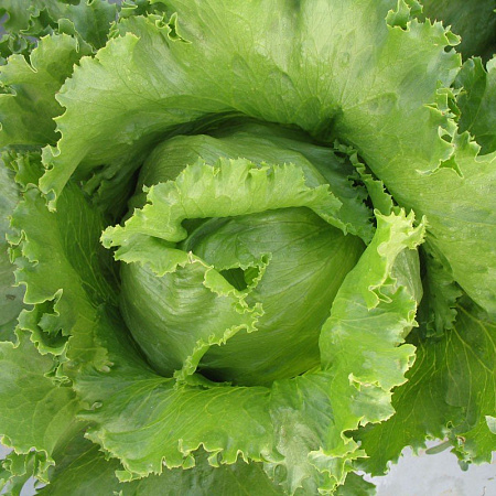 На рынке популярен салат Айсберг.  Есть ли еще какие-то сорта кочанного салата с хрустящим листом?