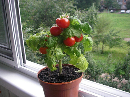 Какие томаты подходят для выращивания в горшечной культуре?
