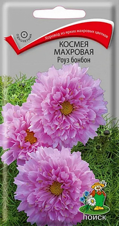Семена космеи Махровая Роуз бонбон