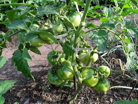 Можно ли вырастить в открытом грунте крупноплодные томаты?