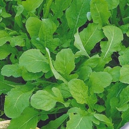 Семена салата Рукола Корсика 1г белый пакет/Аэлита