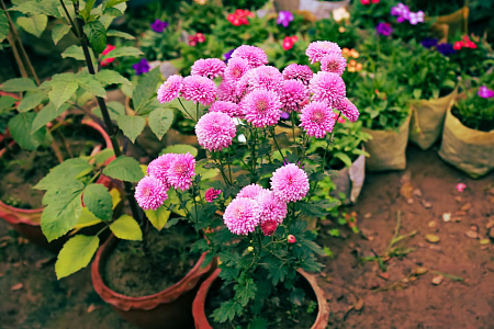 Как вырастить астры без рассады? Как вырастить астры без рассады?