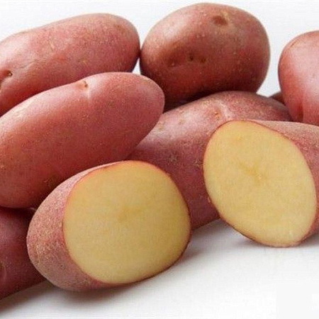 Картофель семенной Манифест/1-ая репродукция